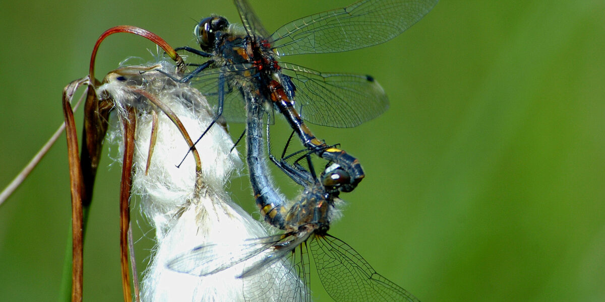 Leucorrhinia Pectoralis