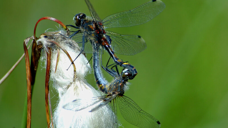 Leucorrhinia Pectoralis