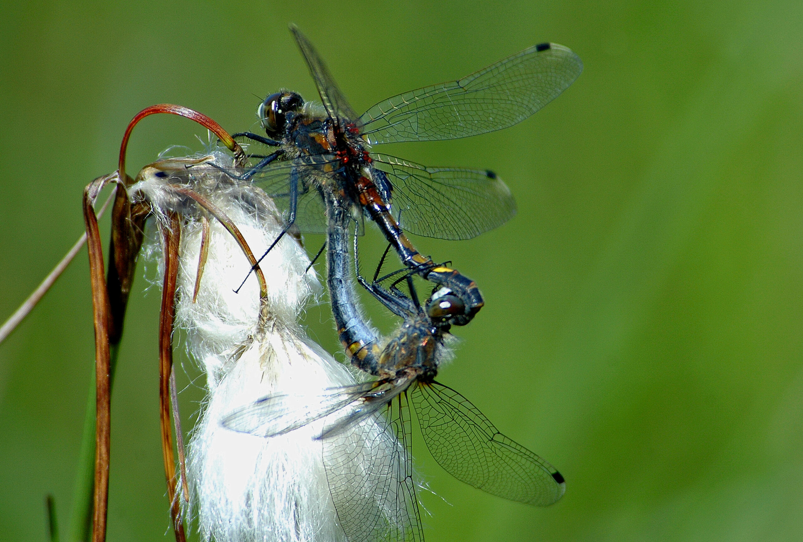 Leucorrhinia pectoralis