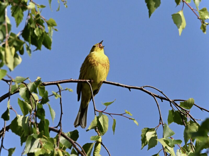 Die Goldammer darf hier weiter singen, sie hat ein neues Ökoton bekommen.